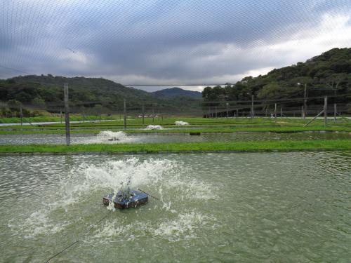 IFC fish ponds